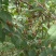 湖北连翘育苗种植基地现挖先发，一手货源视频看货包技术指导