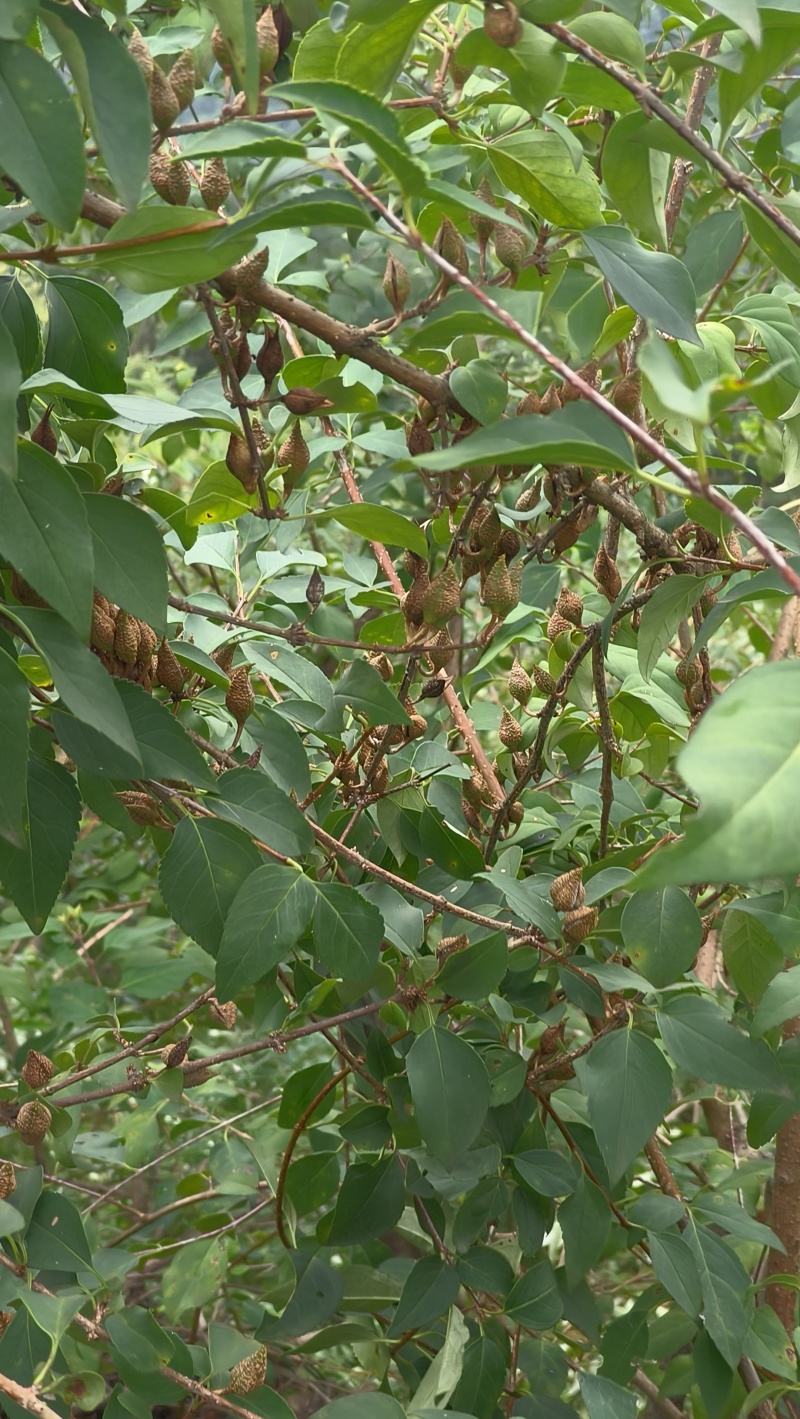 湖北连翘育苗种植基地现挖先发，一手货源视频看货包技术指导