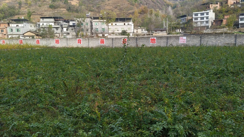 湖北连翘育苗种植基地现挖先发，一手货源视频看货包技术指导