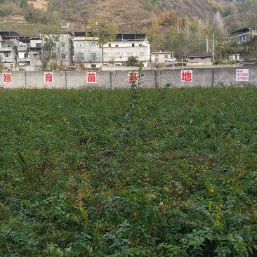湖北连翘育苗种植基地现挖先发，一手货源视频看货包技术指导