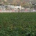 湖北连翘育苗种植基地现挖先发，一手货源视频看货包技术指导