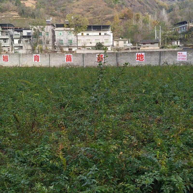 湖北连翘育苗种植基地现挖先发，一手货源视频看货包技术指导