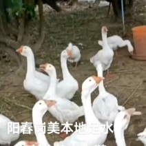 岗美农场大白鹅