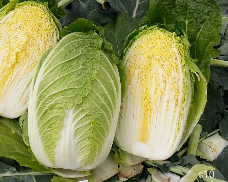 黄心白菜河北黄心大白菜玲珑黄货源稳定代收代发全国
