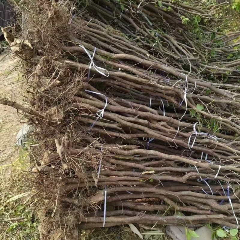 实生小枣苗，根系好树形漂亮成活率高，保证纯度，欢迎采购。