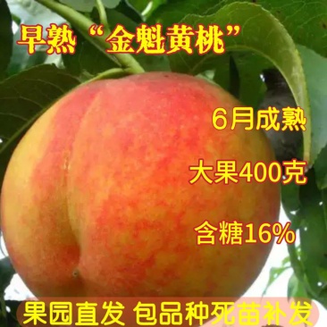 果园直发桃树苗新品种中桃金魁黄金凤皇贵妃黄金蜜七号