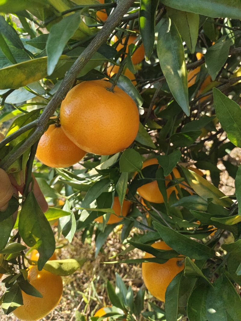 玫瑰香柑又名爱瑷30