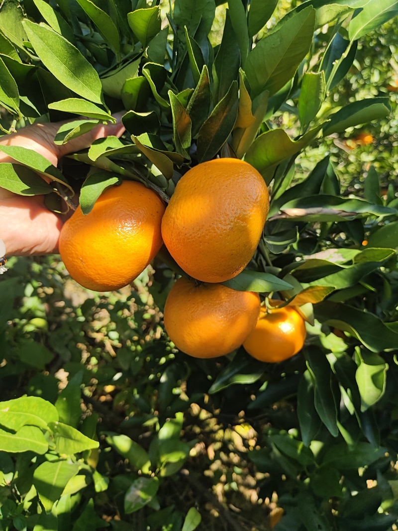 玫瑰香柑又名爱瑷30