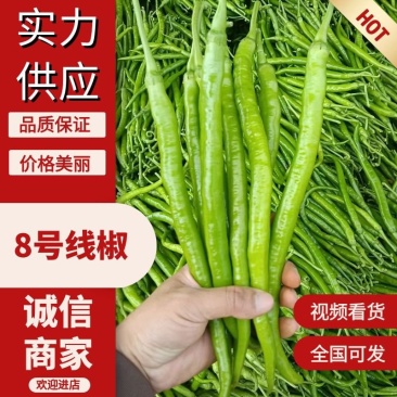 8号线椒，大量现货，价格实惠，质量保证，欢迎来咨询