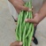 白不老芸豆四季豆商超配货代发全国净菜加工