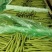 白不老芸豆四季豆商超配货代发全国净菜加工