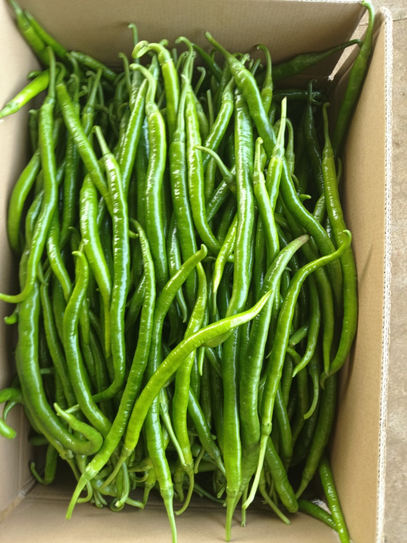 8号线椒，大量现货，价格实惠，质量保证，欢迎来咨询