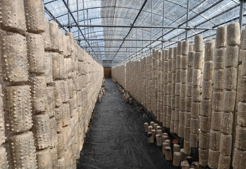 白玉木耳干货精品无根东北玉木耳摆地摊玉木耳赶集玉木耳竹耳
