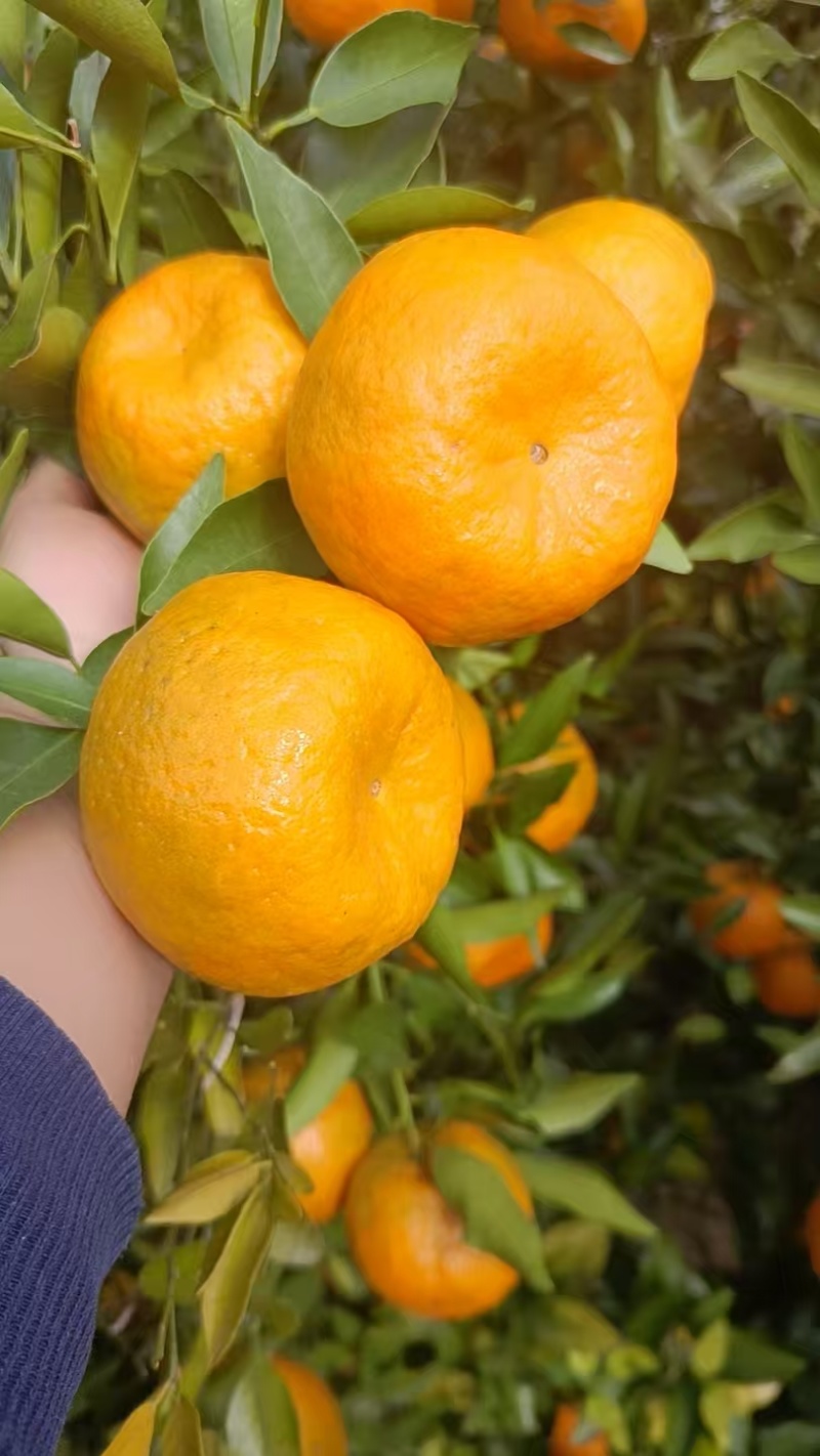 精品椪柑产地供应货源充足量大从优质量保证欢迎咨询