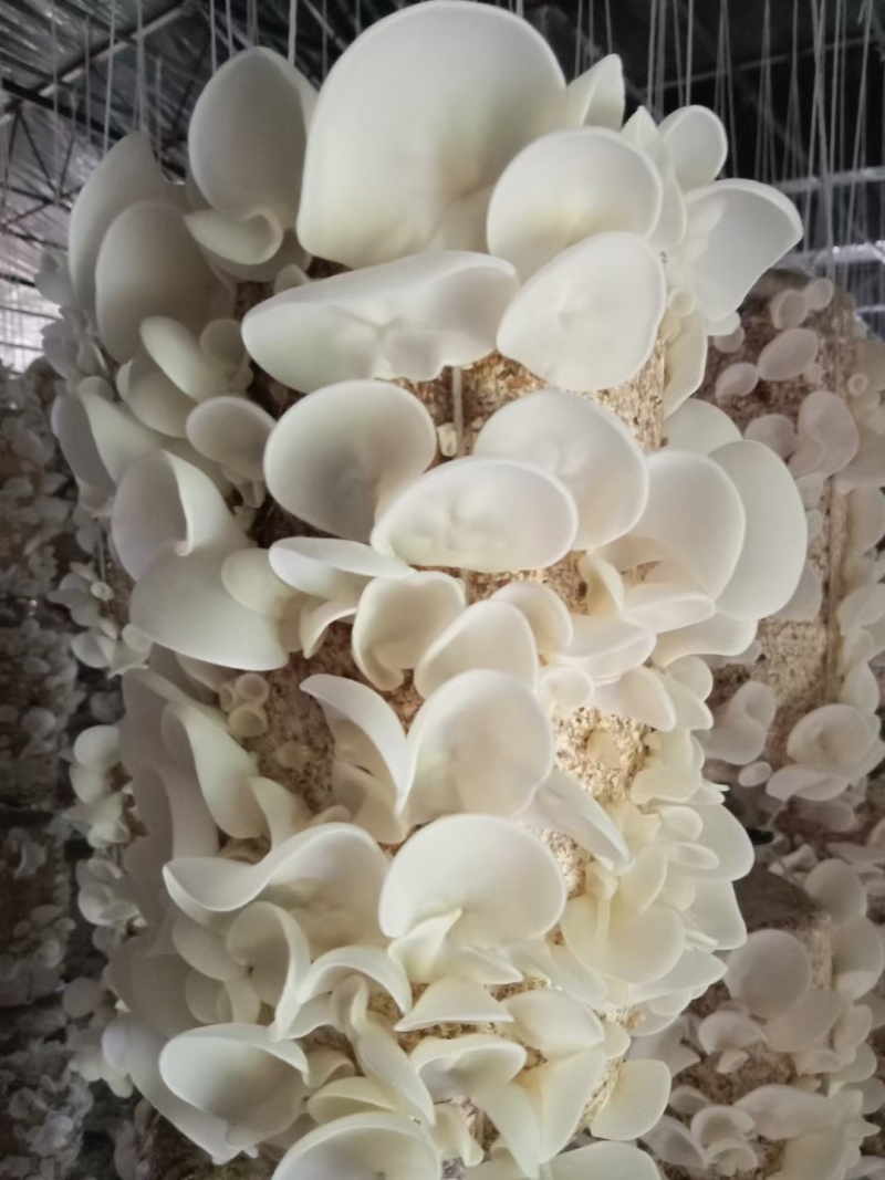 白玉木耳干货精品无根东北玉木耳摆地摊玉木耳赶集玉木耳竹耳