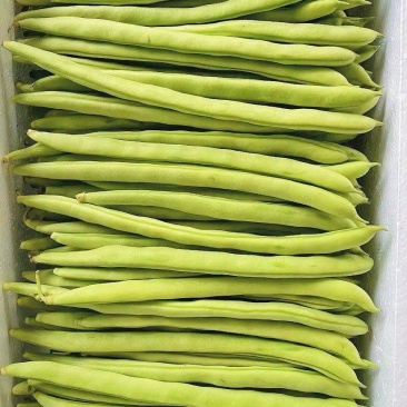 白不老芸豆四季豆商超配货代发全国净菜加工