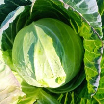【推荐】许昌甘蓝圆包菜量大从优保质保量对接全国商超社区