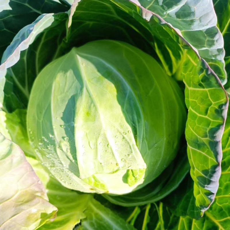 【推荐】许昌甘蓝圆包菜量大从优保质保量对接全国商超社区
