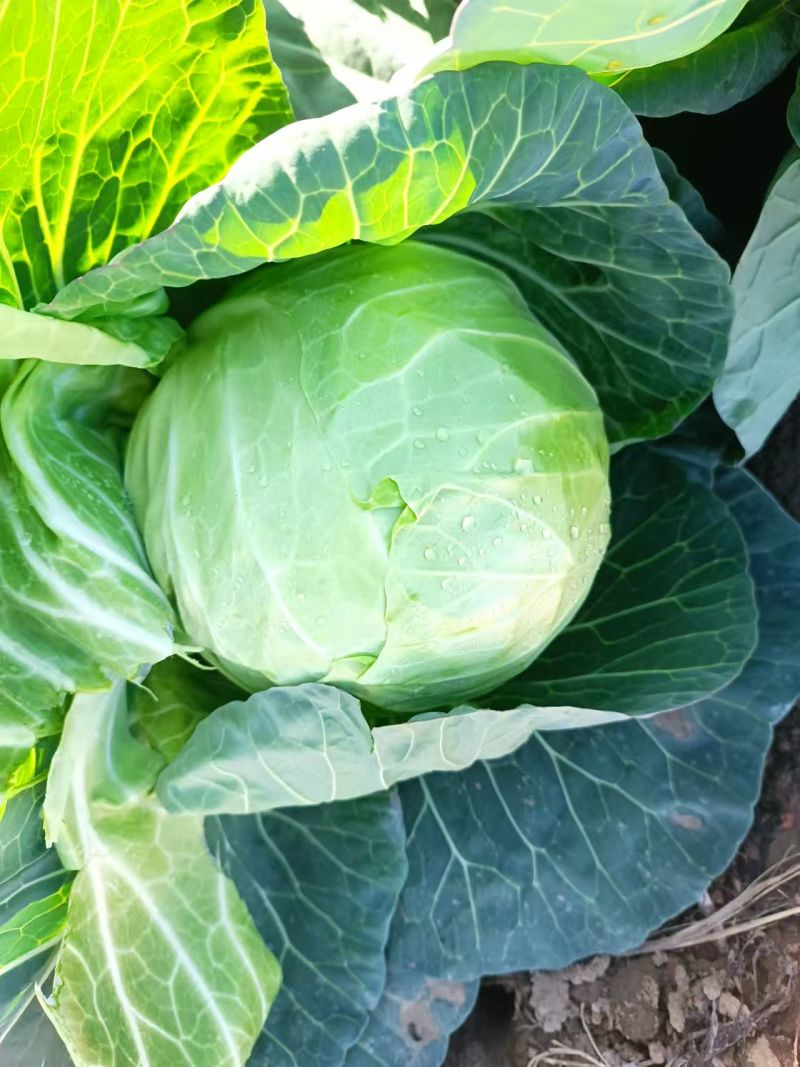 【推荐】许昌甘蓝圆包菜量大从优保质保量对接全国商超社区