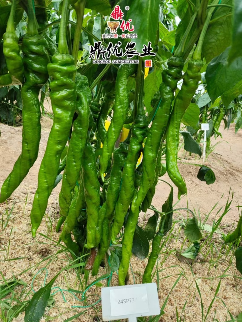 齐璇115全螺丝椒螺纹重顺有果量大上部果不变短亩产2万斤