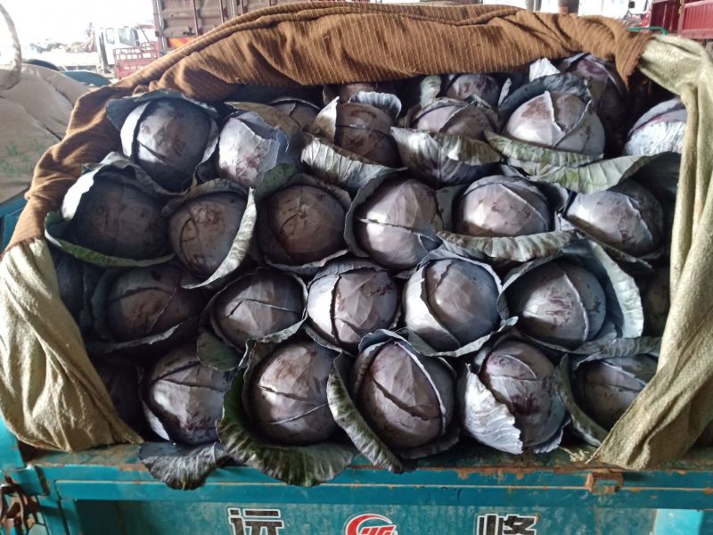 优质紫甘蓝河北紫包菜商超电商配货净菜加工代发全国市场
