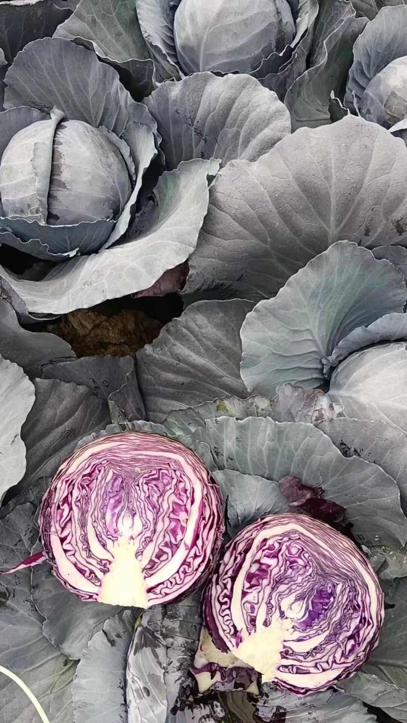 优质紫甘蓝河北紫包菜商超电商配货净菜加工代发全国市场