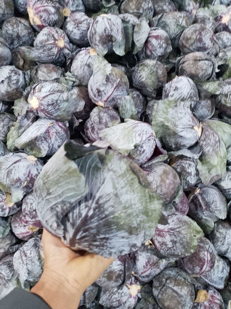 优质紫甘蓝河北紫包菜商超电商配货净菜加工代发全国市场