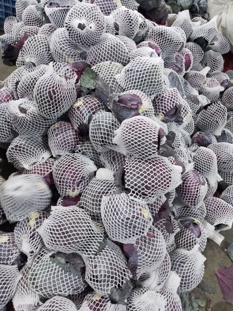 优质紫甘蓝河北紫包菜商超电商配货净菜加工代发全国市场