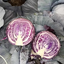 优质紫甘蓝河北紫包菜商超电商配货净菜加工代发全国市场