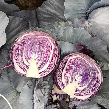 优质紫甘蓝河北紫包菜商超电商配货净菜加工代发全国市场