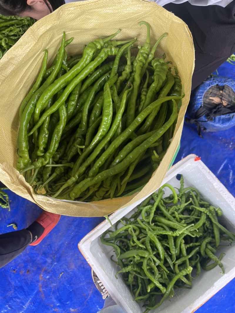 徐闻螺丝线椒，全国发货，保质保量，量大从优，欢迎选购