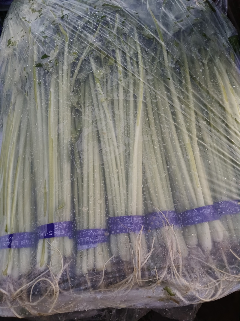 暖棚优质芹菜，欢迎骚扰