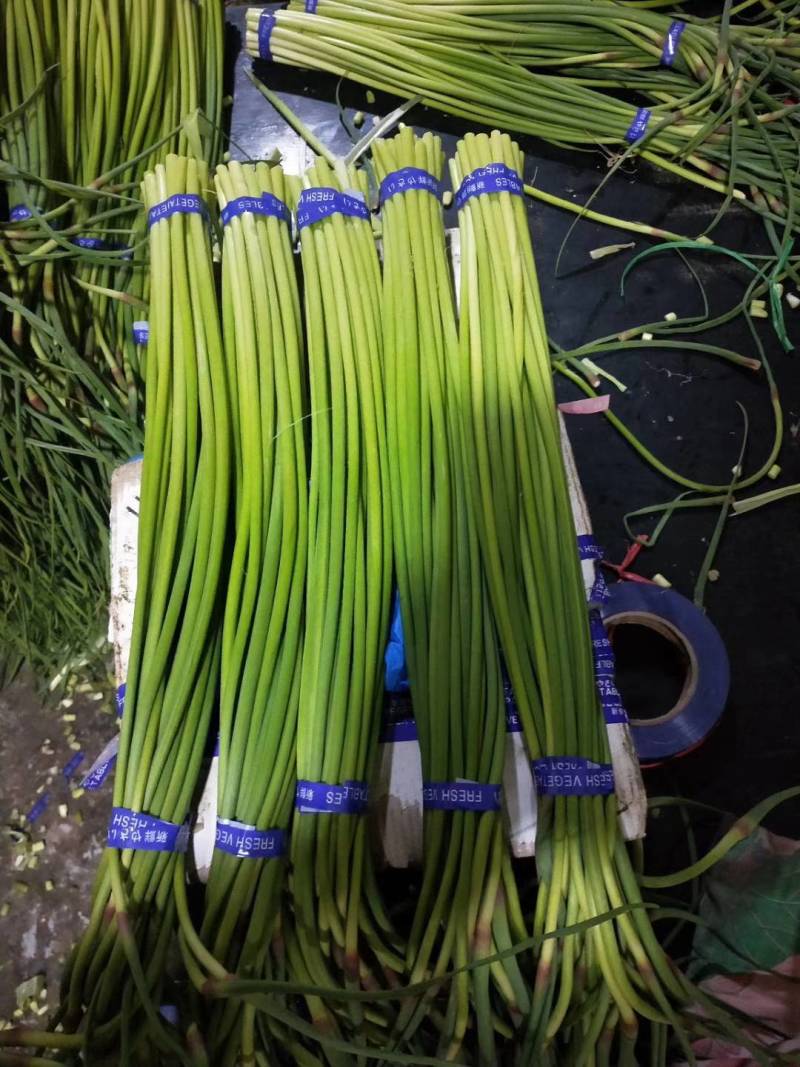 蒜薹红帽蒜薹承接商超电商加工配货货源稳定长期合作