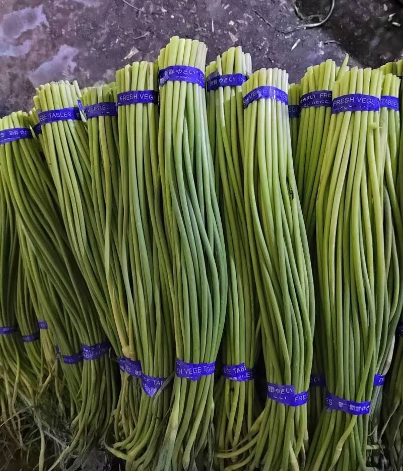 蒜薹红帽蒜薹承接商超电商加工配货货源稳定长期合作