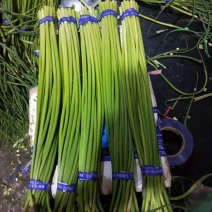 蒜薹红帽蒜薹承接商超电商加工配货货源稳定长期合作