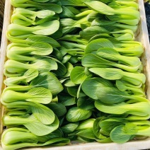 上海青小油菜小青菜河小油菜商超配货净菜加工代发全国