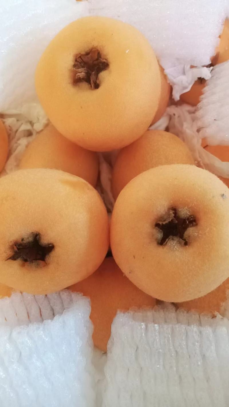 云南蒙自高山枇杷