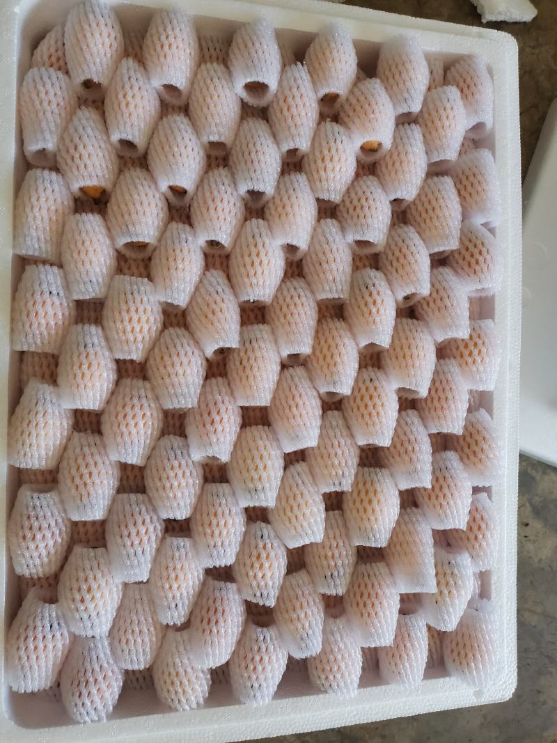 云南蒙自高山枇杷