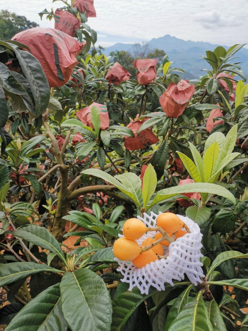 云南蒙自高山枇杷