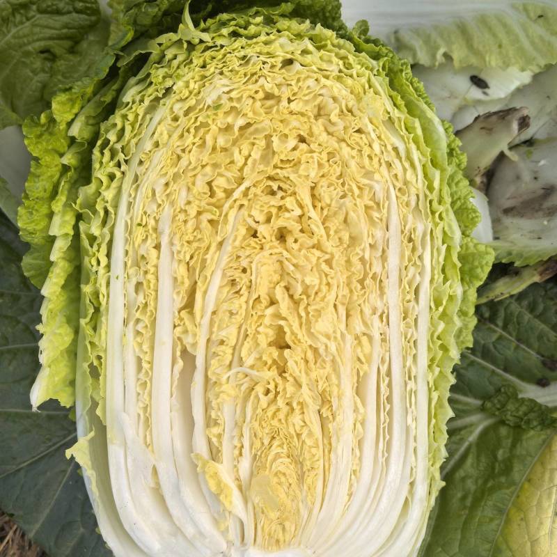 新鲜黄心白菜湖南产地直供一手货源对商超市场价格可谈
