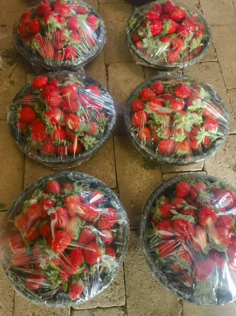 红颜，红玉，章记，天仙醉草莓，每天现摘现发，代办，价格美