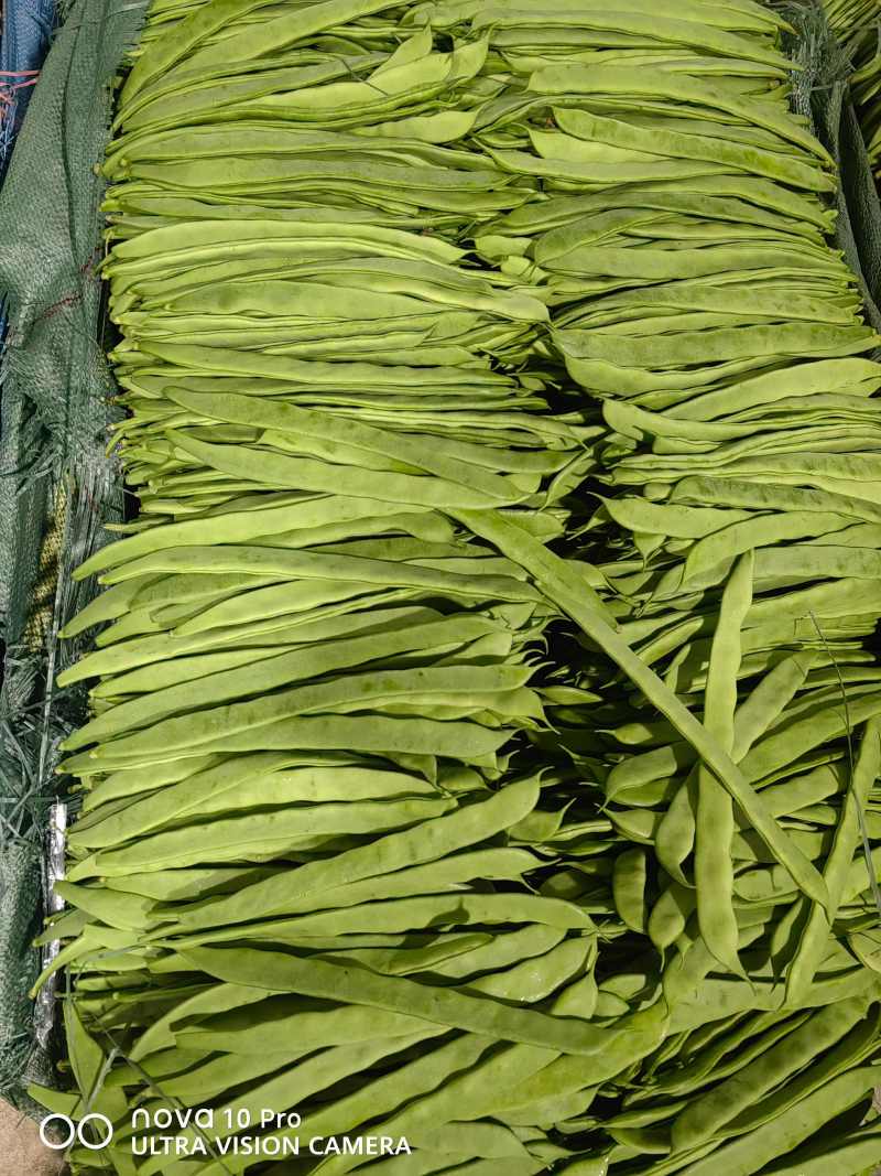 河北大扁商超配货净菜加工代发全国市场