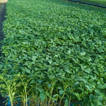 番茄苗抗病能力强产量高对接全国量大从优保质保