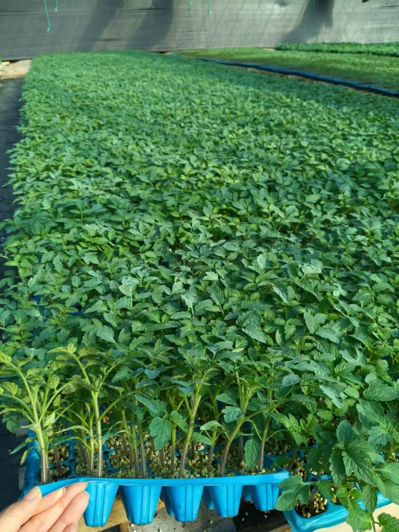 番茄苗抗病能力强产量高对接全国量大从优保质保