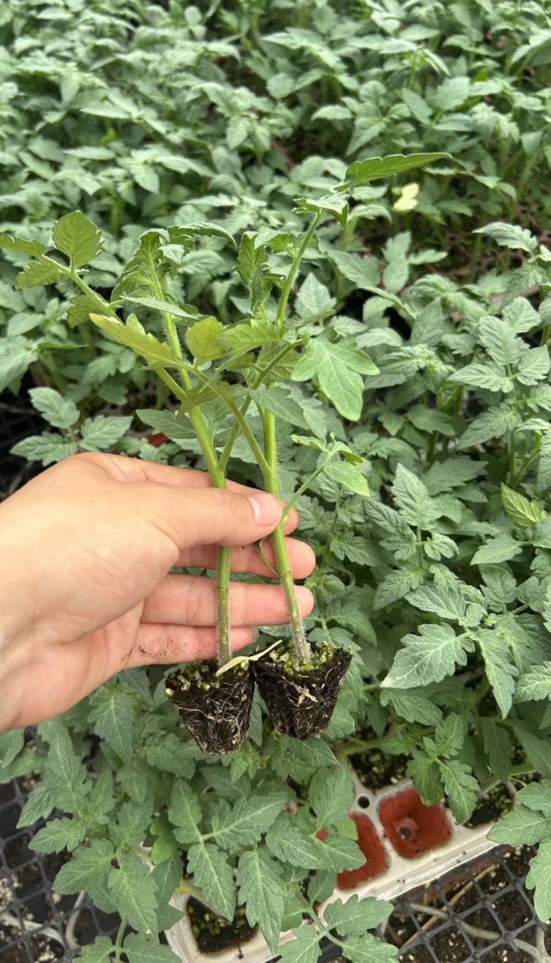 番茄苗抗病能力强产量高对接全国量大从优保质保