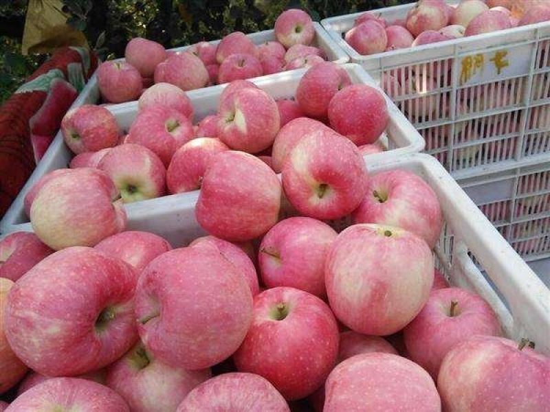 红富士苹果大量供应品质保证专业代办代发诚信经营