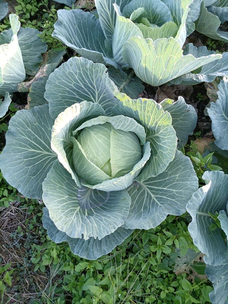 萍乡精品京丰一号平包自家种植包上车可视频看货可现场看货