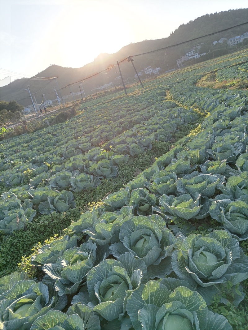 萍乡精品京丰一号平包自家种植包上车可视频看货可现场看货