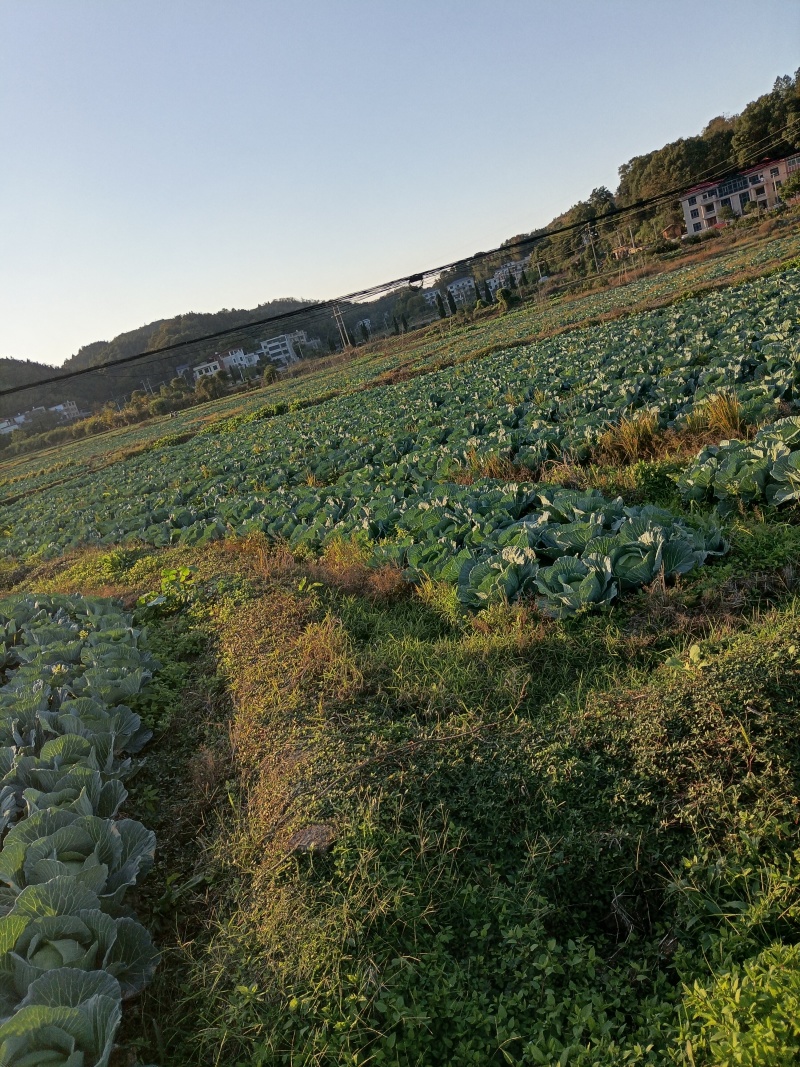 萍乡精品京丰一号平包自家种植包上车可视频看货可现场看货
