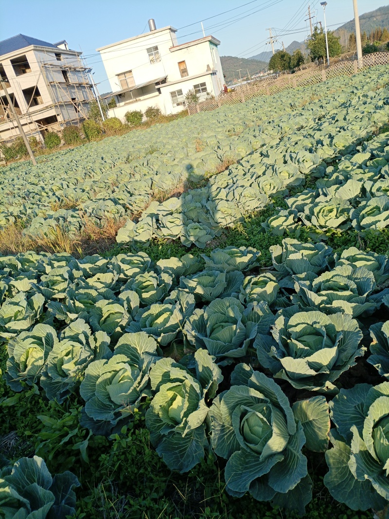 萍乡精品京丰一号平包自家种植包上车可视频看货可现场看货